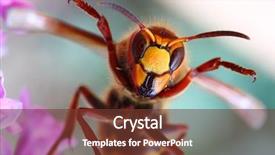  Presentation with hornet - Presentation consisting of cheering european hornet vespa background and a tawny brown colored foreground