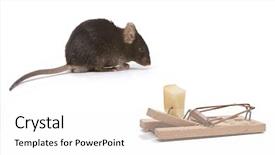  Presentation with rat - PPT layouts featuring cheese in a mouse trap background and a white colored foreground