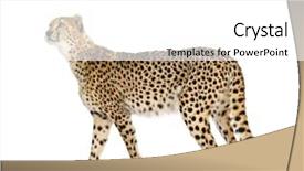  Presentation with cheetah - Audience pleasing slide deck consisting of cheetah - acinonyx jubatus in front backdrop and a  colored foreground