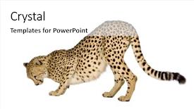  Presentation with cheetah - Audience pleasing presentation consisting of cheetah - acinonyx jubatus in front backdrop and a white colored foreground