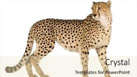  Presentation with cheetah - Presentation theme featuring cheetah - acinonyx jubatus in front background and a lemonade colored foreground