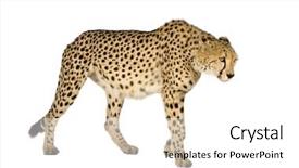  Presentation with cheetah - Cool new presentation theme with cheetah - acinonyx jubatus in front backdrop and a white colored foreground
