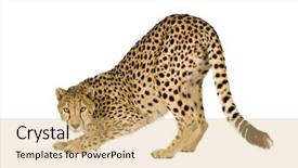  Presentation with cheetah - Presentation theme having cheetah - acinonyx jubatus in front background and a coral colored foreground