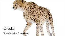  Presentation with cheetah - Presentation theme enhanced with cheetah - acinonyx jubatus in front background and a white colored foreground