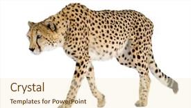  Presentation with cheetah - Slide deck consisting of cheetah - acinonyx jubatus in front background and a cream colored foreground