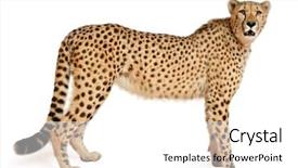  Presentation with cheetah - Theme having cheetah acinonyx jubatus 18 months background and a white colored foreground