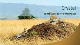  Presentation with cheetah - Colorful PPT theme enhanced with cheetah acinonyx jubatus and cheetah backdrop and a sky blue colored foreground