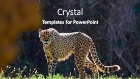  Presentation with cheetah - PPT theme enhanced with cheetah-acinonyx-jubatus-hunting-leopard background and a dark gray colored foreground