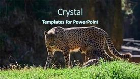 Presentation with cheetah - Amazing slide set having cheetah-acinonyx-jubatus-hunting-leopard backdrop and a wine colored foreground
