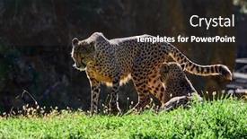  Presentation with cheetah - Beautiful presentation theme featuring cheetah-acinonyx-jubatus-hunting-leopard backdrop and a dark gray colored foreground