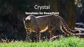  Presentation with cheetah - Cool new slides with cheetah-acinonyx-jubatus-hunting-leopard backdrop and a wine colored foreground