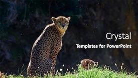  Presentation with cheetah - Slide set having cheetah-acinonyx-jubatus-hunting-leopard background and a black colored foreground