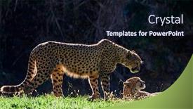  Presentation with cheetah - Presentation theme featuring cheetah-acinonyx-jubatus-hunting-leopard background and a wine colored foreground