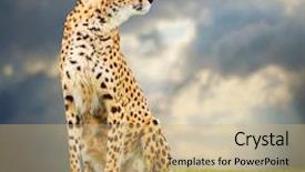  Presentation with savanna - Slides featuring cheetah acinonyx jubatus in african background and a coral colored foreground