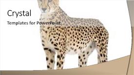  Presentation with cheetah - PPT theme featuring cheetah - acinonyx jubatus in front of a white background background and a white colored foreground