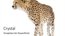  Presentation with cheetah - Colorful presentation theme enhanced with cheetah - acinonyx jubatus in front of a white background backdrop and a white colored foreground