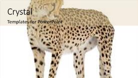  Presentation with cheetah - Presentation theme enhanced with cheetah - acinonyx jubatus in front of a white background background and a lemonade colored foreground