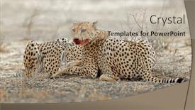  Presentation with south africa - Slide set featuring cheetah-acinonyx-jubatus-in-natural and a  colored foreground
