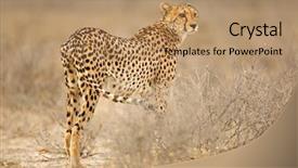  Presentation with cheetah - Amazing slides having cheetah acinonyx jubatus in natural backdrop and a coral colored foreground