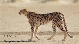  Presentation with cheetah - PPT theme with cheetah-acinonyx-jubatus-stalking background and a coral colored foreground