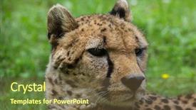  Presentation with cheetah - Presentation design consisting of cheetah acinonyx jubatus wildlife animal background and a tawny brown colored foreground