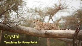  Presentation with cheetah - Slide deck featuring cheetah acinonyx jubatus background and a tawny brown colored foreground