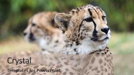  Presentation with cheetah - Audience pleasing slide set consisting of cheetah couple in the jungle backdrop and a coral colored foreground