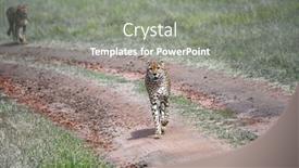  Presentation with family tourism - PPT layouts enhanced with cheetah-family-walk-freely background and a gray colored foreground