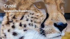  Presentation with cheetah - Colorful slides enhanced with cheetah head close up photo backdrop and a coral colored foreground