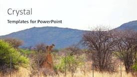  Presentation with savannah - Presentation theme enhanced with cheetah-in-african-savannah-namibia background and a white colored foreground