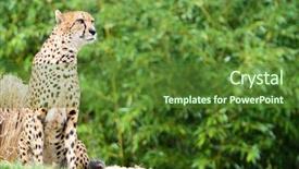  Presentation with cheetah - Slide deck having cheetah in jungle background and a tawny brown colored foreground