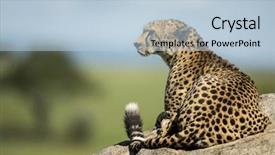  Presentation with cheetah - Audience pleasing presentation consisting of cheetah lying on a rock serengeti tanzania backdrop and a lemonade colored foreground