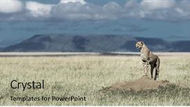  Presentation with cheetah - Presentation design with cheetah on a mound watching background and a mint green colored foreground
