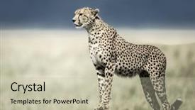  Presentation with cheetah - Cool new slide set with cheetah on a mound watching backdrop and a mint green colored foreground