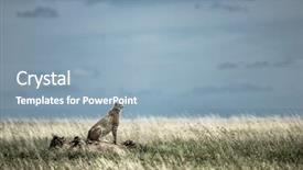  Presentation with cheetah - Colorful presentation enhanced with cheetah on a mound watching backdrop and a  colored foreground