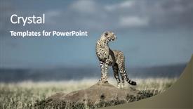  Presentation with cheetah - Presentation theme having cheetah on a mound watching background and a gray colored foreground