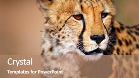  Presentation with cheetah - Amazing PPT theme having cheetah portrait - kalahari desert - south backdrop and a coral colored foreground