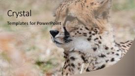  Presentation with cheetah - Colorful PPT theme enhanced with cheetah rests in an reservoirs backdrop and a coral colored foreground