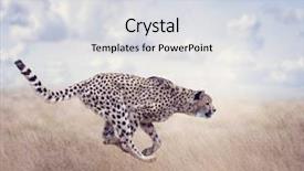  Presentation with cheetah - Amazing presentation theme having cheetah running in the grassland backdrop and a light gray colored foreground