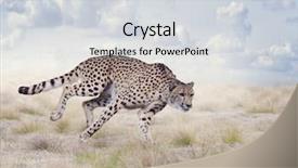  Presentation with cheetah - Presentation with cheetah running in the grassland background and a lemonade colored foreground