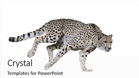  Presentation with cheetah - Cool new presentation theme with cheetah running isolated on white backdrop and a white colored foreground