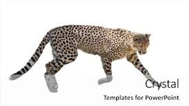  Presentation with cheetah - Colorful PPT theme enhanced with cheetah running isolated on white backdrop and a white colored foreground