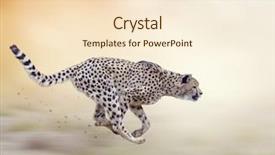  Presentation with cheetah - Audience pleasing theme consisting of cheetah running on soft focus backdrop and a cream colored foreground