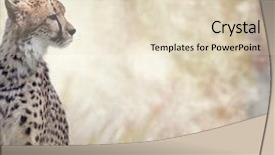  Presentation with cheetah - Audience pleasing presentation theme consisting of cheetah sitting in the grass backdrop and a lemonade colored foreground