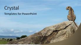  Presentation with cheetah - Presentation theme enhanced with cheetah sitting on a rock background and a light blue colored foreground