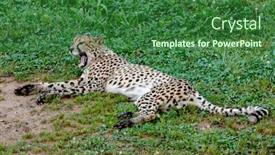  Presentation with cheetah - Presentation design enhanced with cheetah walking across the green meadow background and a forest green colored foreground