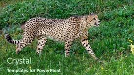  Presentation with cheetah - Presentation consisting of cheetah walking across the green meadow background and a forest green colored foreground