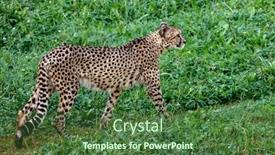  Presentation with cheetah - Beautiful presentation design featuring cheetah walking across the green meadow backdrop and a tawny brown colored foreground