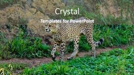  Presentation with cheetah - Presentation theme with cheetah walking across the green meadow background and a gray colored foreground