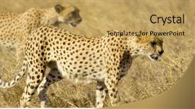  Presentation with cheetah - Beautiful slide set featuring cheetah backdrop and a yellow colored foreground